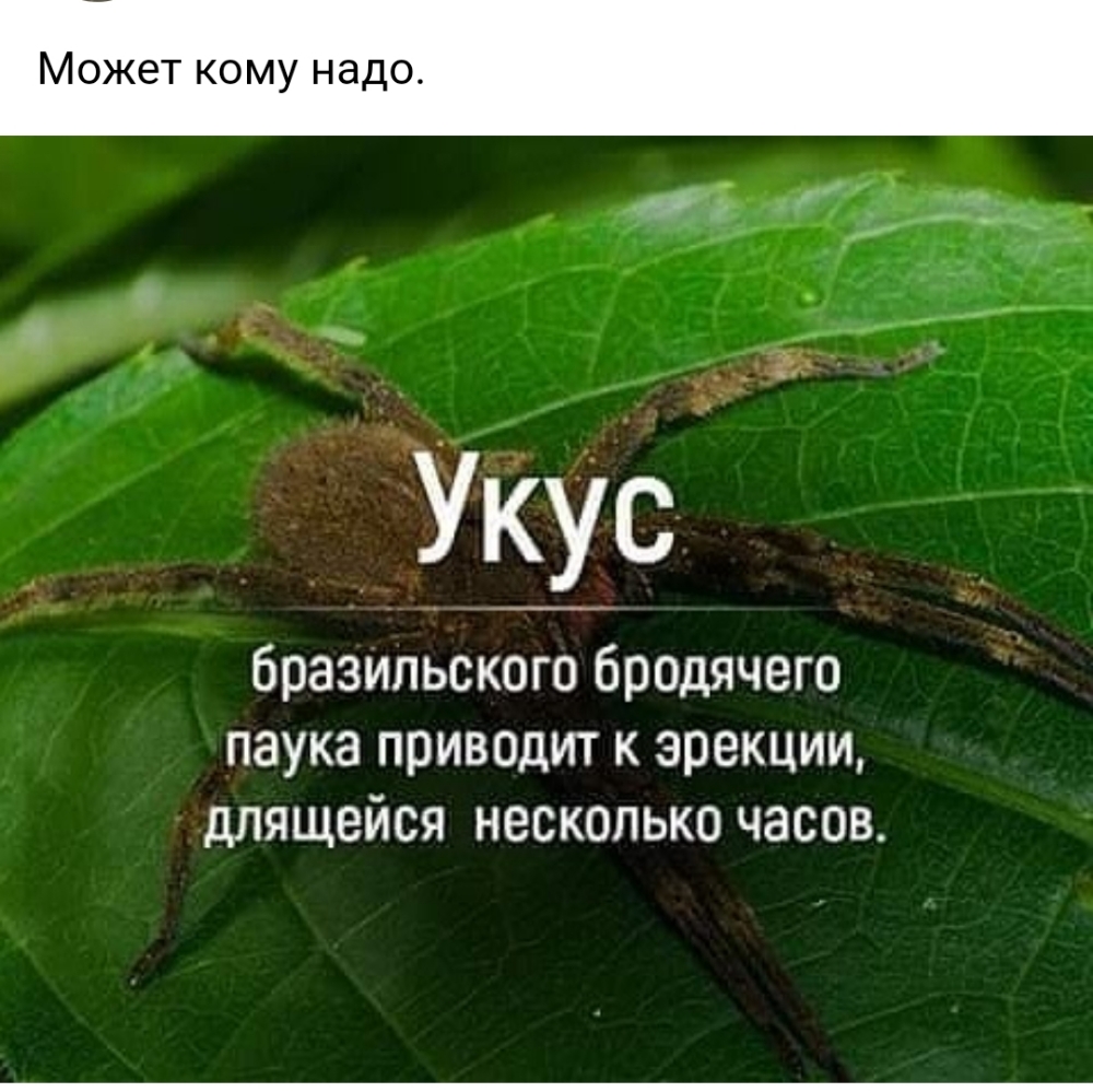 Может кому надо бразильского бродячего паука приводит к эрекции длящейся несколько часов