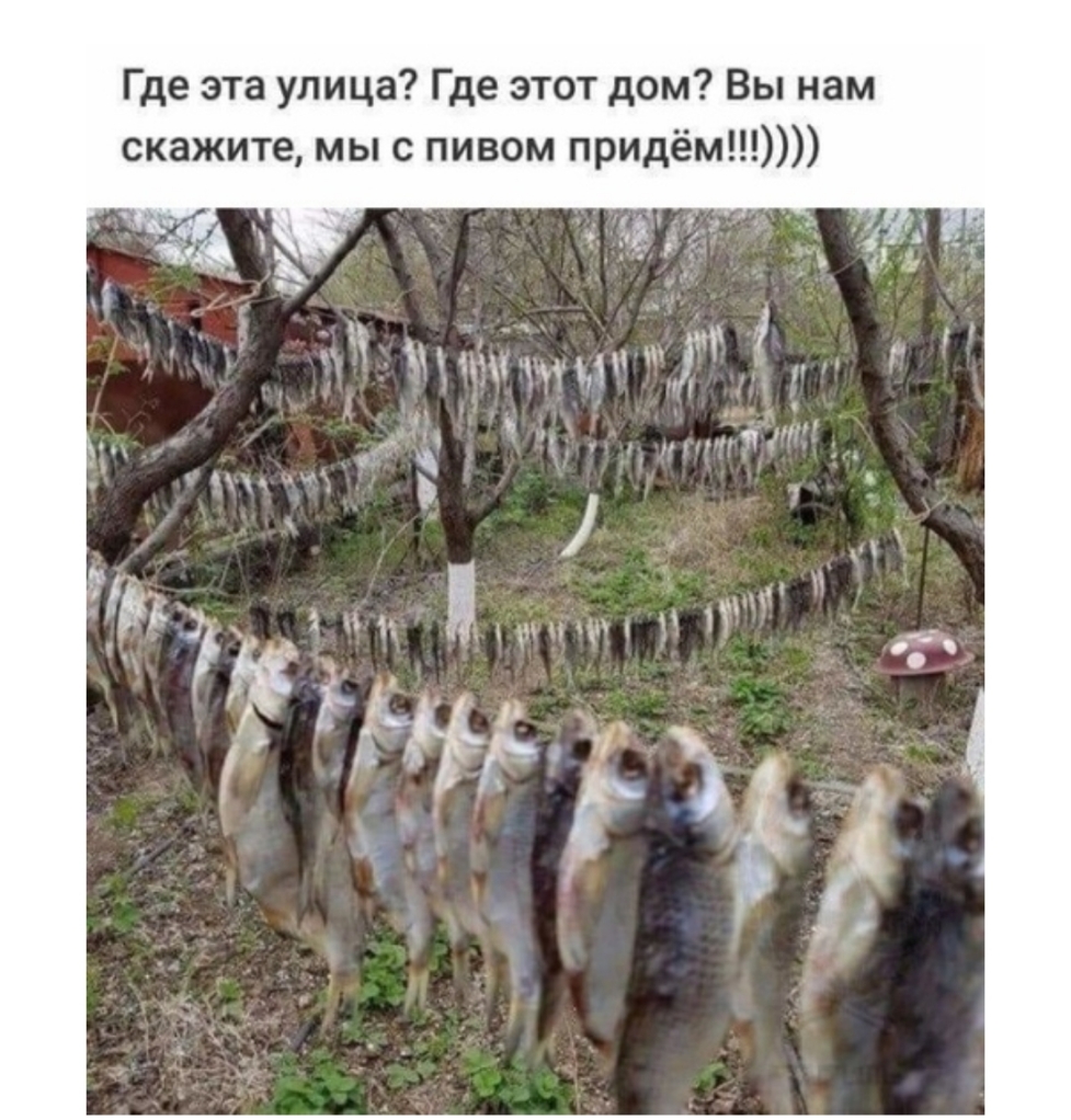 Где эта улица Где этот дом Вы нам скажите мы с пивом придём