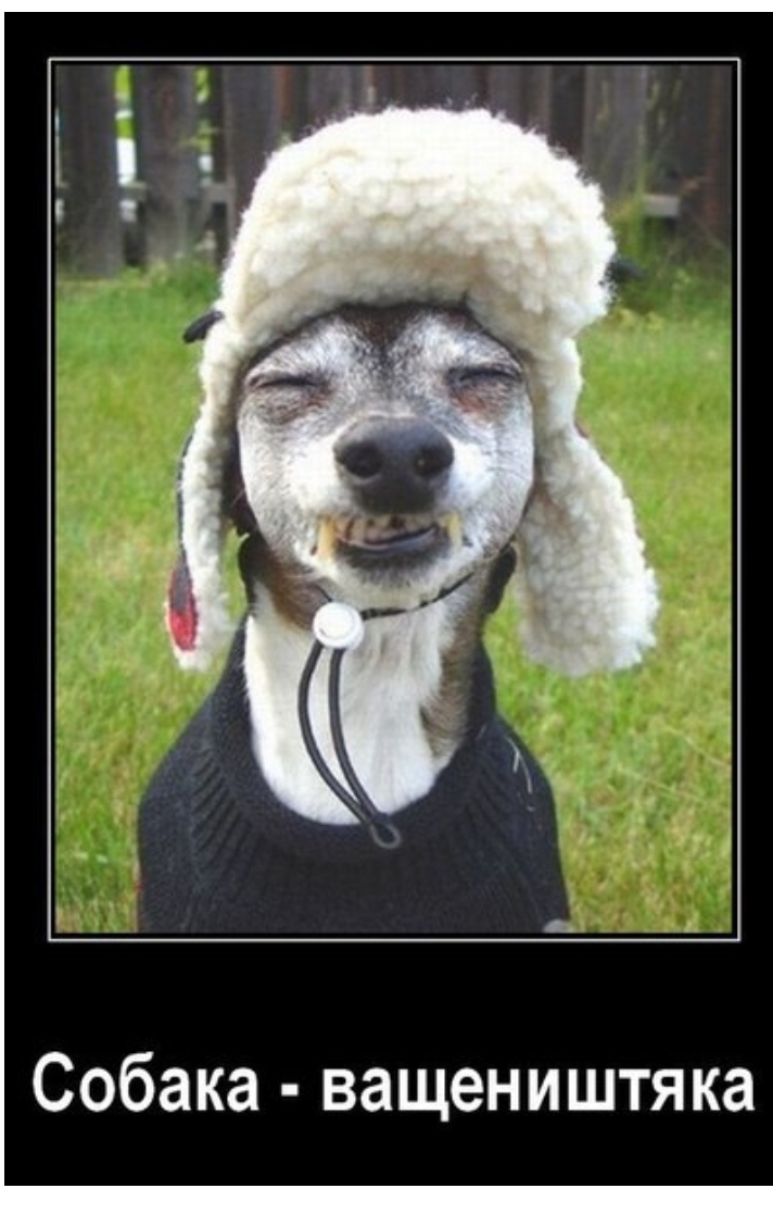 Собака ващеништяка