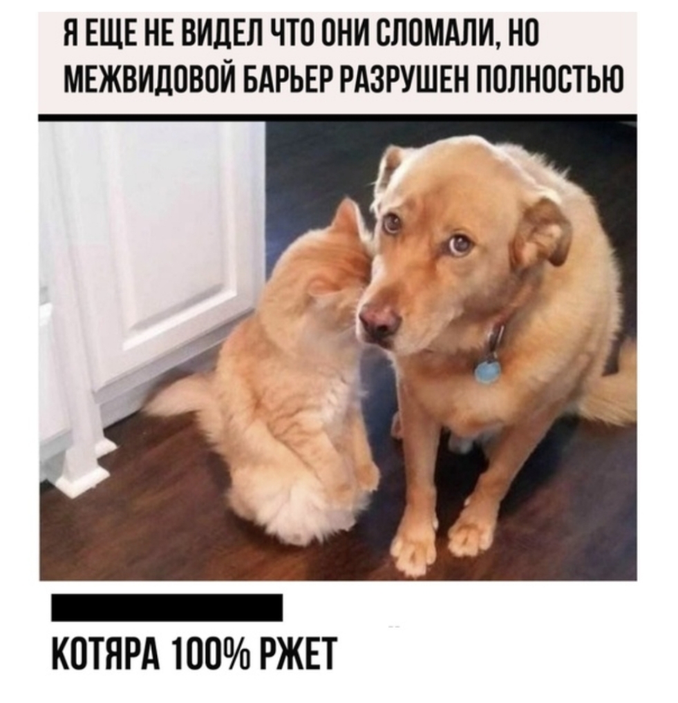Я ЕЩЕ НЕ ВИДЕЛ ЧТО ПНИ СЛПМАЛИ НО МЕЖВИЛПВОЙ БАРЬЕР РАЗРУШЕН ППЛНОСТЬЮ КОТЯРА 100 РЖЕТ