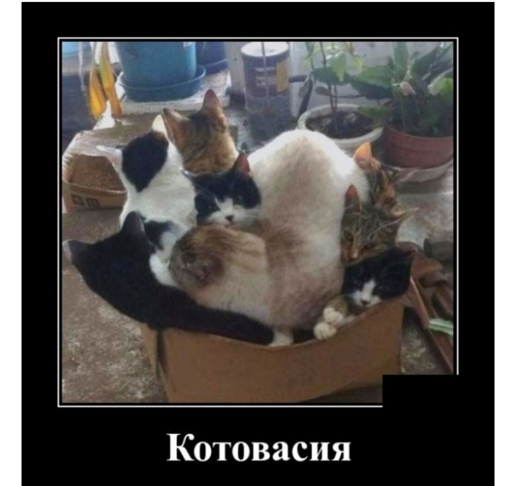 Котовасия
