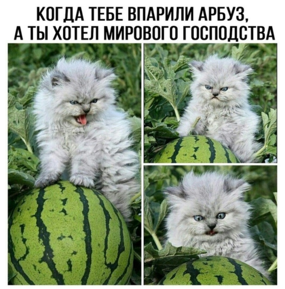 КОГДА ТЕБЕ ВПАРИЛИ АРБУЗ А ТЫ ХТЕЛ МИРОВОГО ГОСПОДОТВА