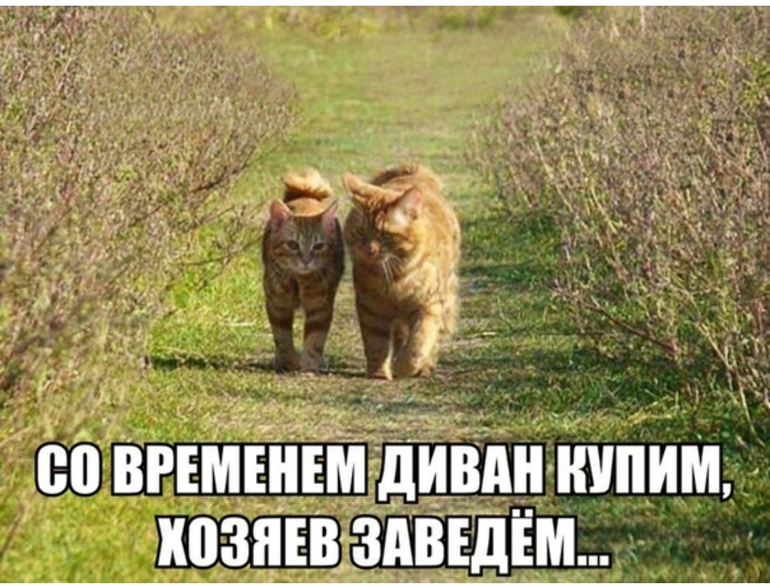 совгъмгнімдивдн нипим козни здвшім