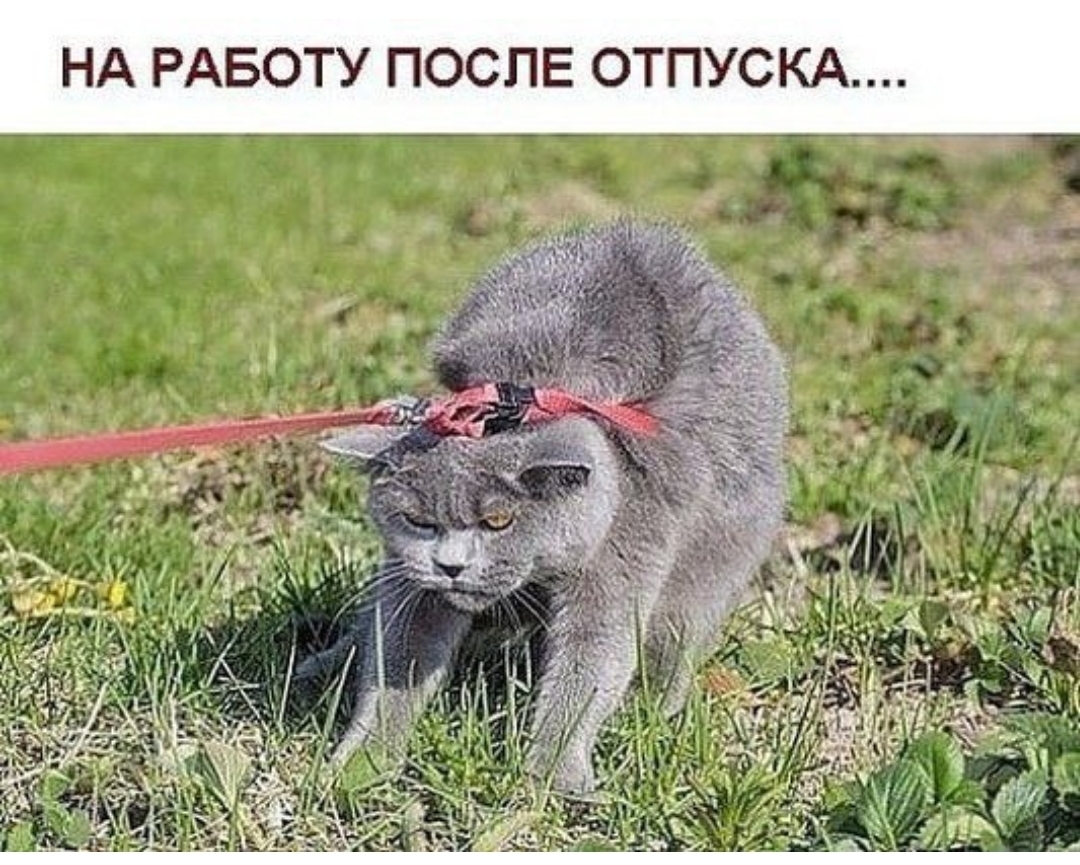 НА РАБОТУ ПОСЛЕ 0ТПУСКА