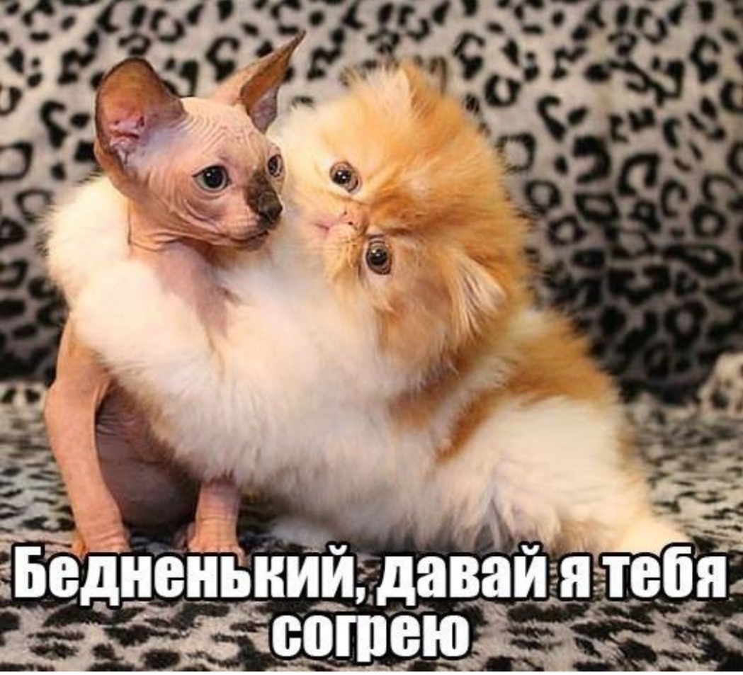 Бедныъндави я теб _ чае г _