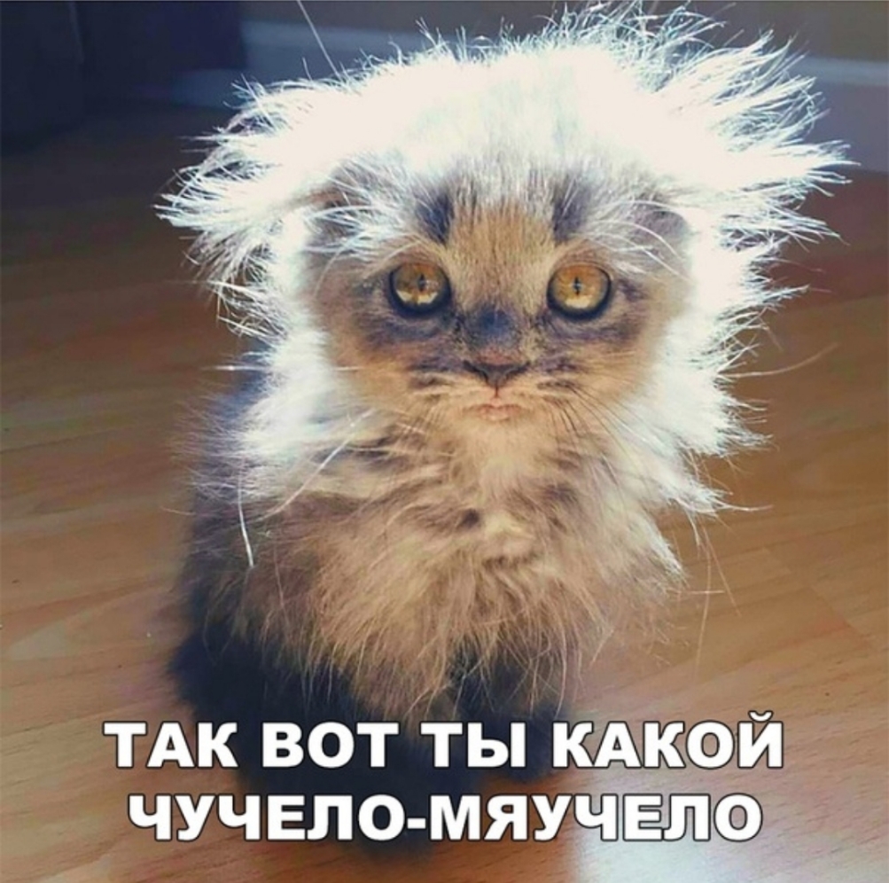 ТАК вот ты кдкаи чучвпо мяуч Ф
