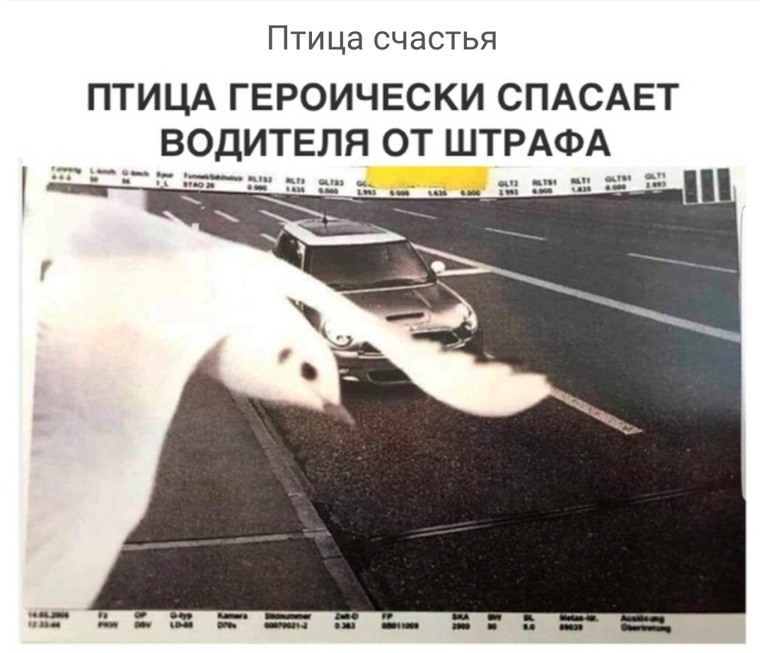 Птица счастья ПТИЦА ГЕРОИЧЕСКИ СПАСАЕТ ВОДИТЕЛЯ ОТ ШТРАФА
