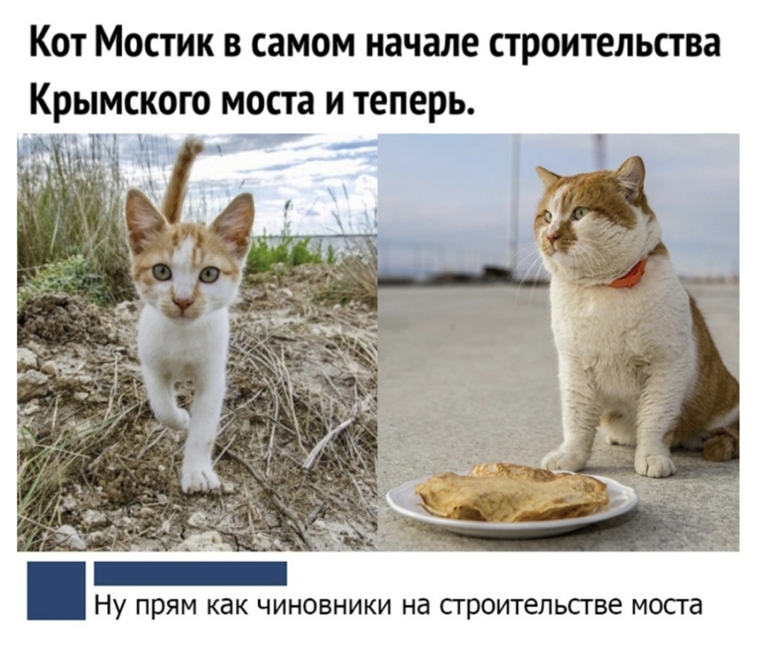 Кот Мостик в самом начале строительства Крымского моста и теперь Ну прям как чиновники на строительстве моста