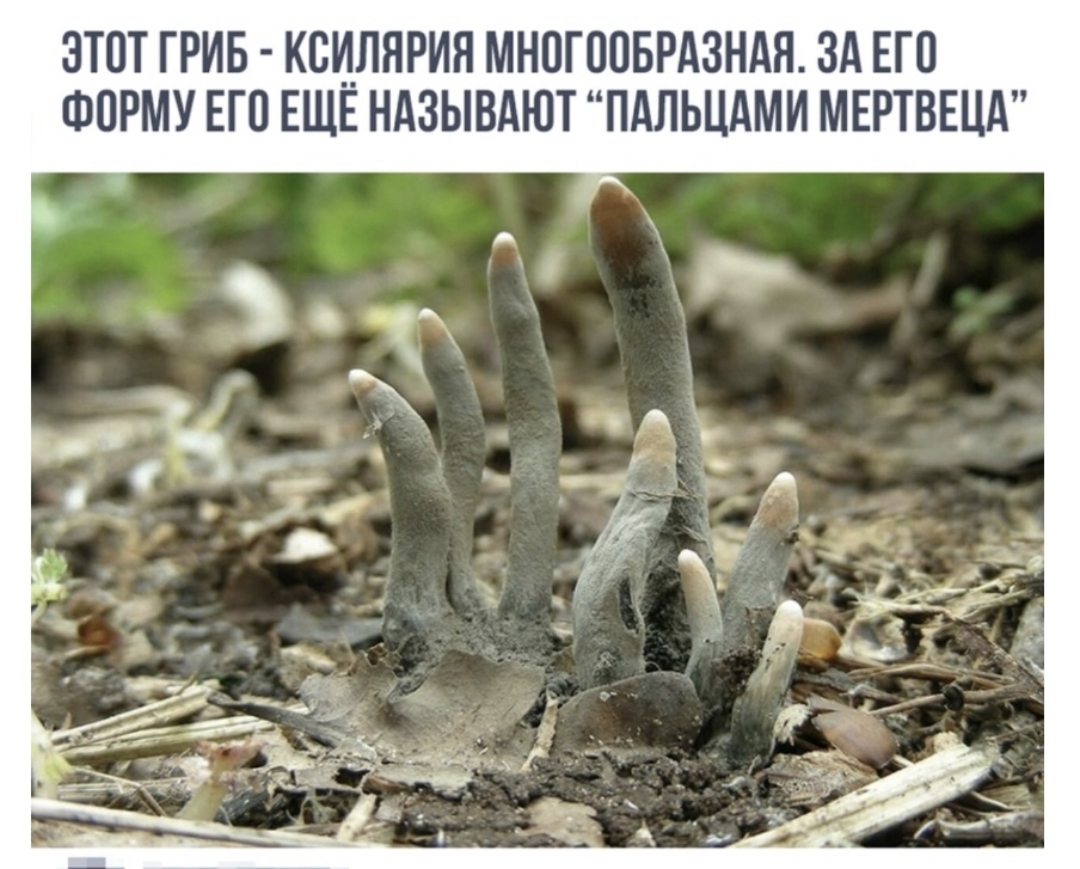 ЭТОТ ГРИБ КОИЛЯРИЯ МНОГООБРАЗНАЯ ЗА ЕГО ФОРМУ ЕГО ЕЩЕ НАЗЫВАЮТ ПАЛЬЦАМИ МЕРТВЕЦА