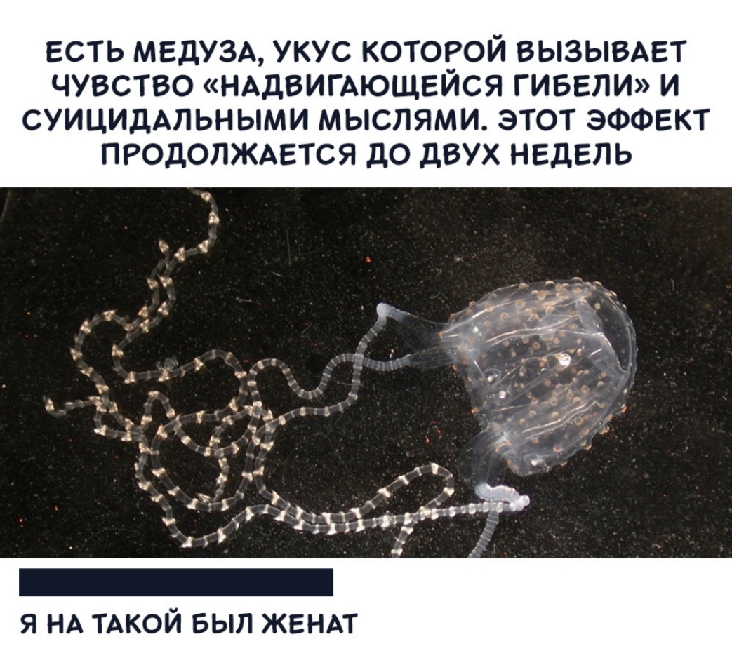 ЕСТЬ МЕДУЗА УКУС КОТОРОЙ ВЫЗЫВАЕТ ЧУВСТВО НАДВИГАЮЩЕЙСЯ ГИБЕЛИ И СУИЦИДАПЬНЫМИ МЫСЛЯМИ ЭТОТ ЭФФЕКТ ПРОДОЛЖАЕТСЯ дО дВУХ НЕДЕЛЬ я НА ТАКОЙ БЫЛ ЖЕНАТ