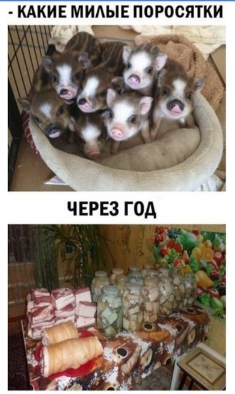 КАКИЕ МИАЫЕ ПОРОСЯТКИ