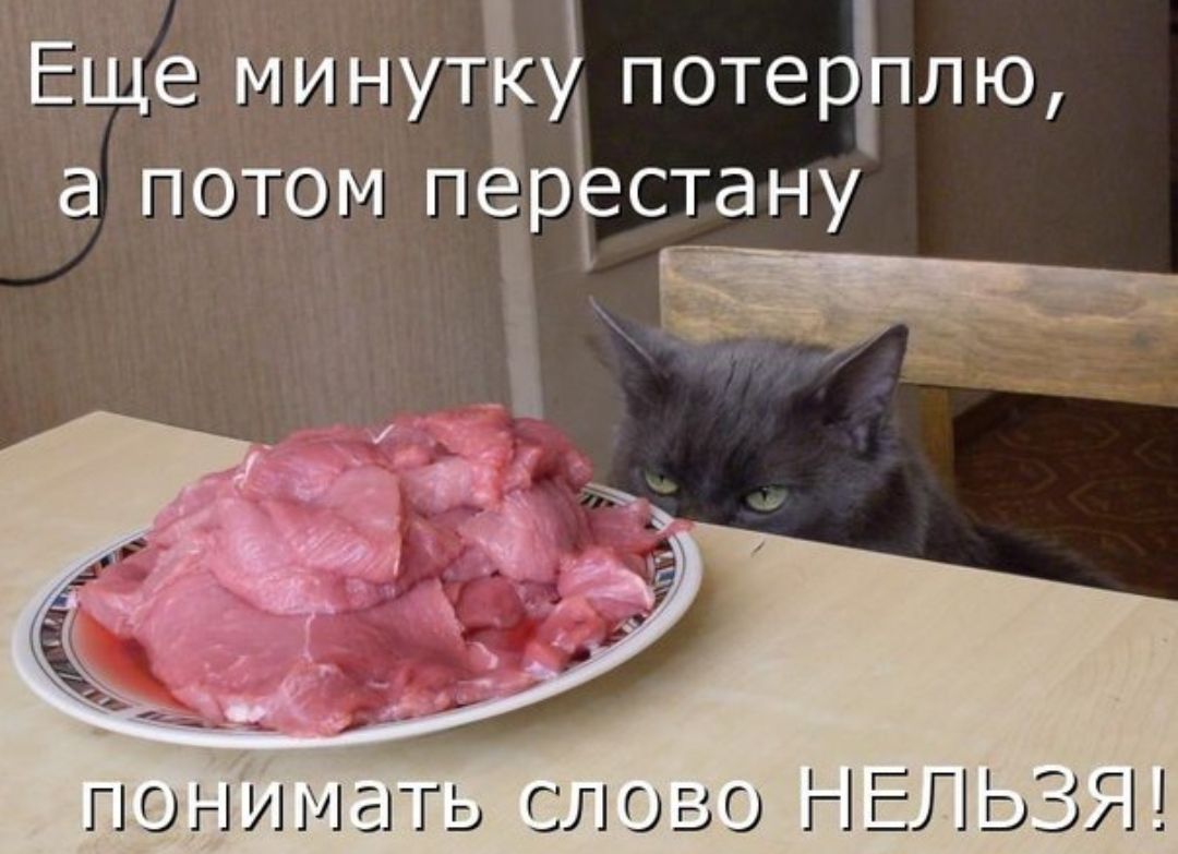 Совесть кота. Сила воли кот. Кот и мясо смешные картинки.