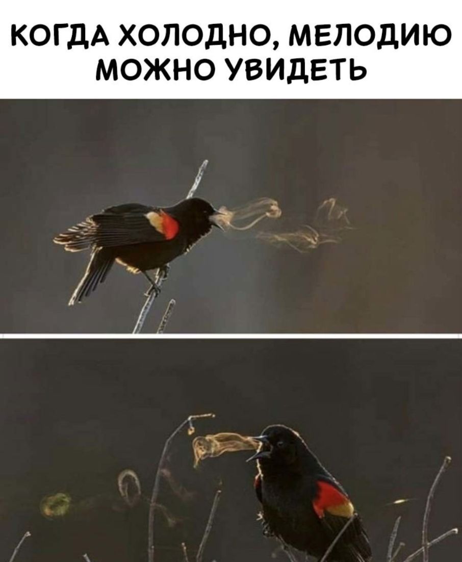КОГДА ХОЛОДНО МЕЛОДИЮ МОЖНО УВИДЕТЬ