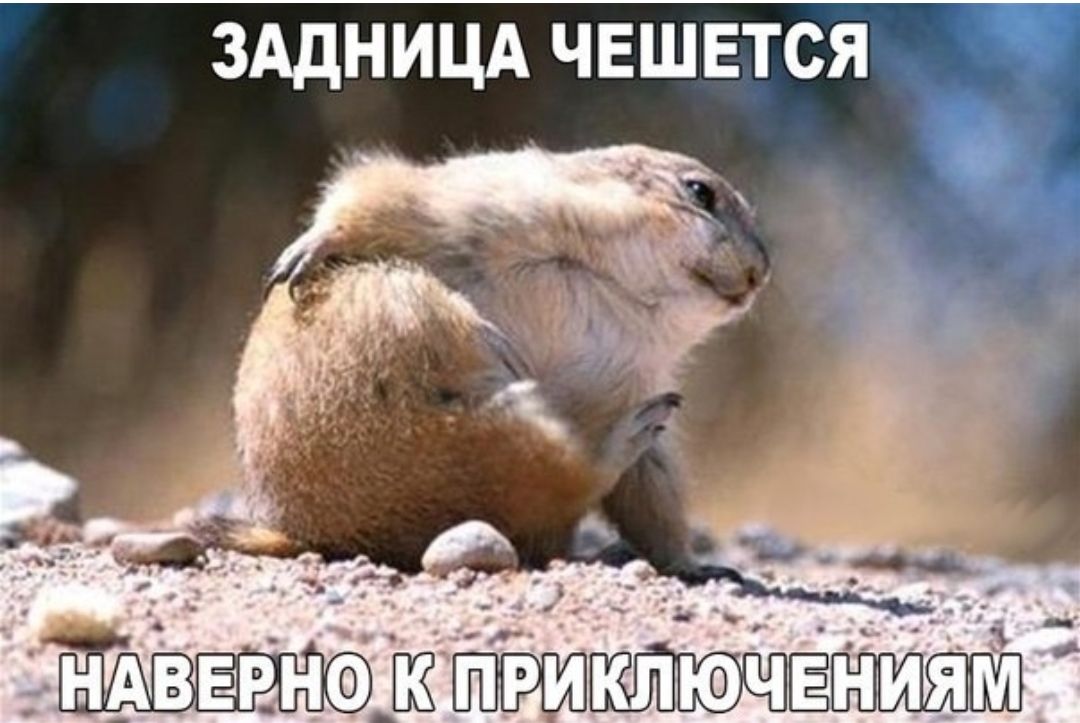 зддницд чешется