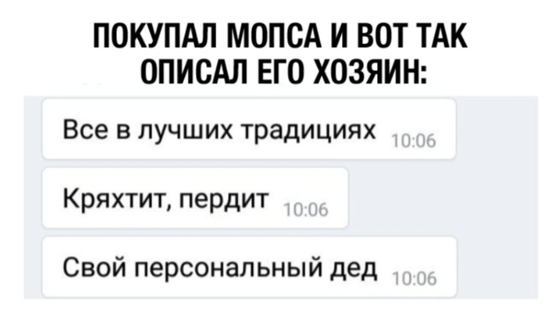 ПОКУПАЛ МОПСА И ВОТ ТАК ОПИСАЛ ЕГО ХОЗЯИН Все в лучших традициях Кряхтит пердит Свой персональный дед