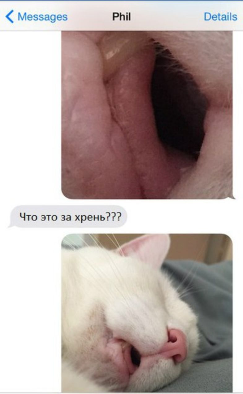 Меззауез рип Что это за хрень д