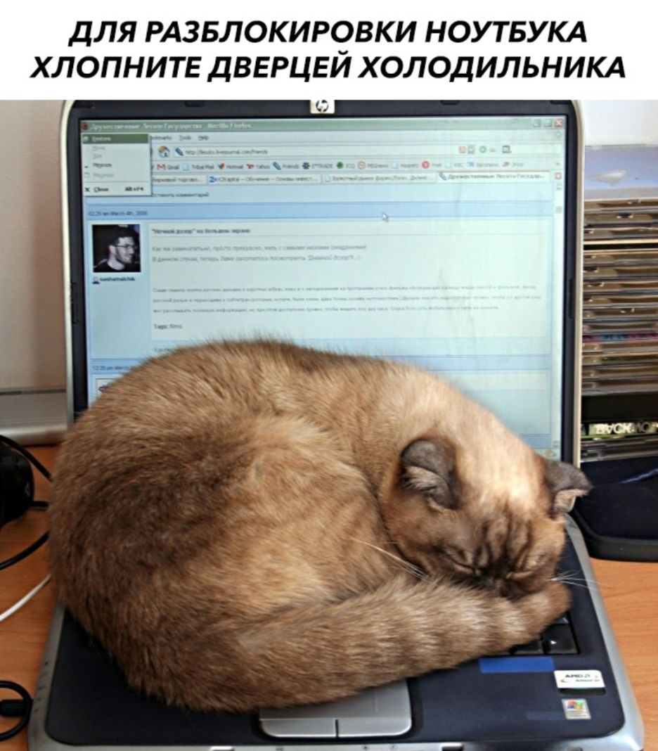 Кот спит на ноутбуке