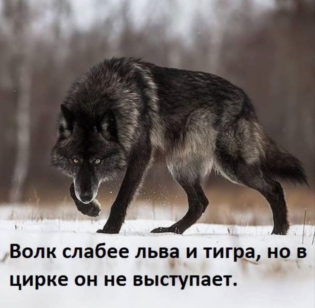 Волк слабее льва и тигра но _в цирке он не выступает