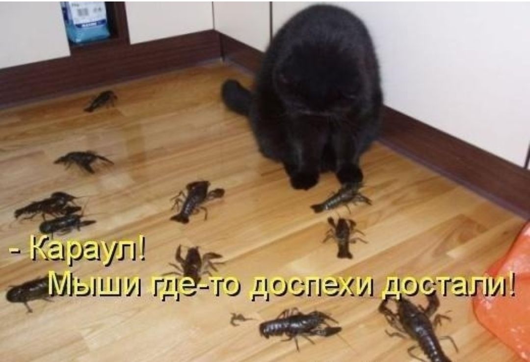 __ і і 1 01 л Шыши гп го про не пищали гя