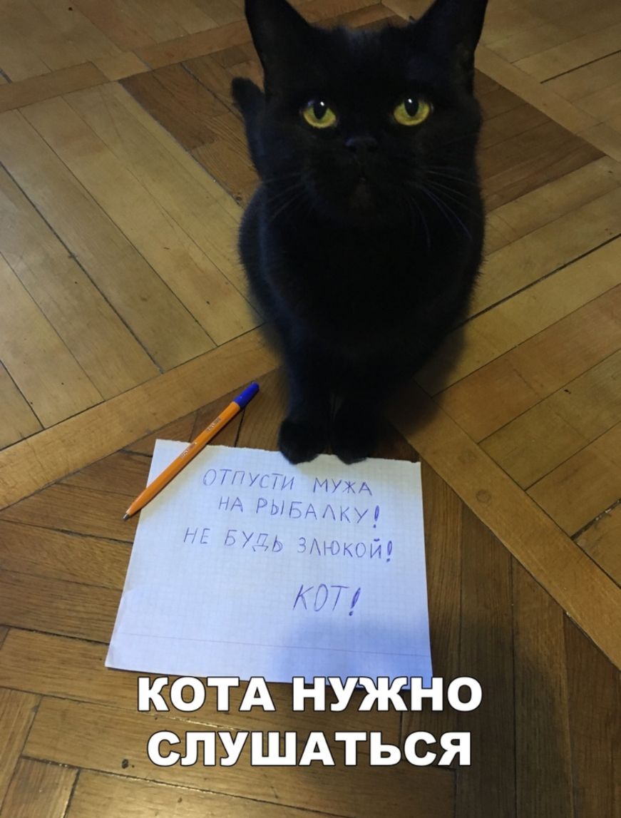 КОТА НУЖН О слушдться