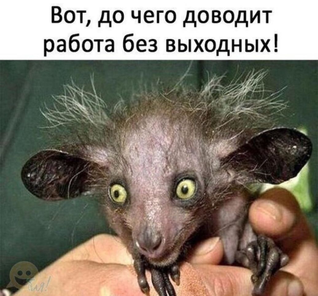 Вот до чего доводит работа без выходных