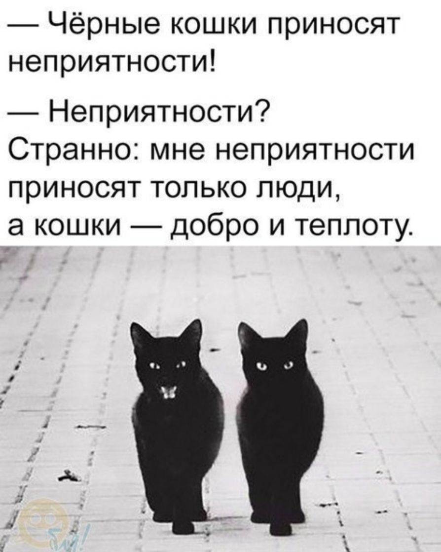 Чёрные кошки приносят неприятности Неприятности Странно мне неприятности приносят только люди а кошки добро и теплоту
