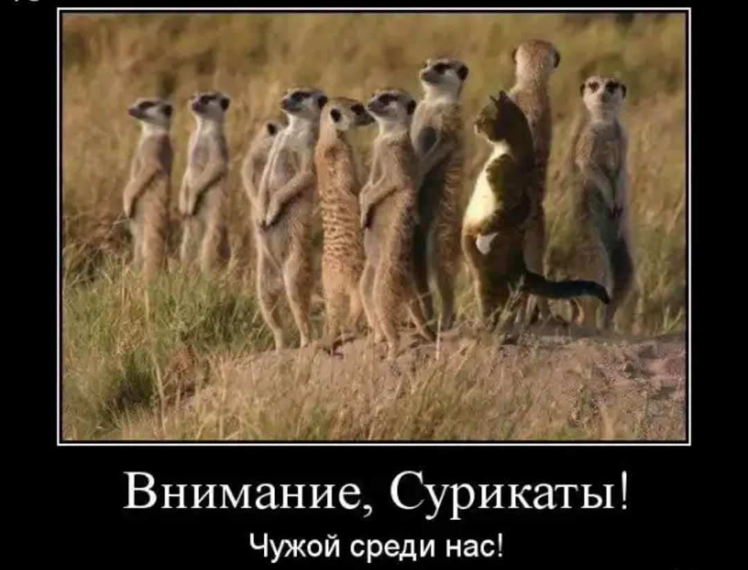 Внимание Сурикаты Чужой среди нас