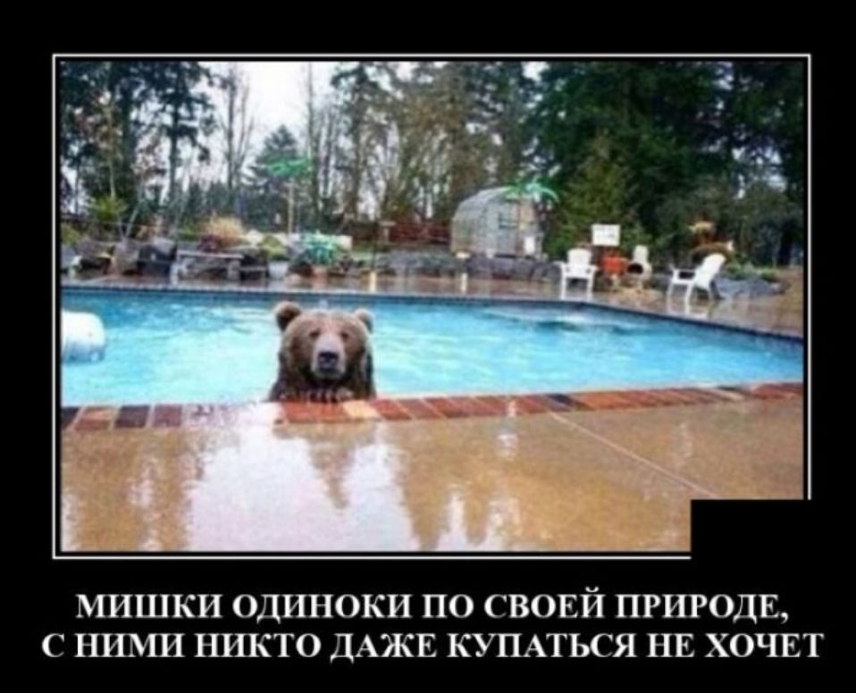 МИШКИ ОДИНОКИ ПО СВОЕЙ ПРИРОДЕ С НИМИ НИКТО ДАЖЕ КУПАТЬСЯ НЕ ХОЧЕТ