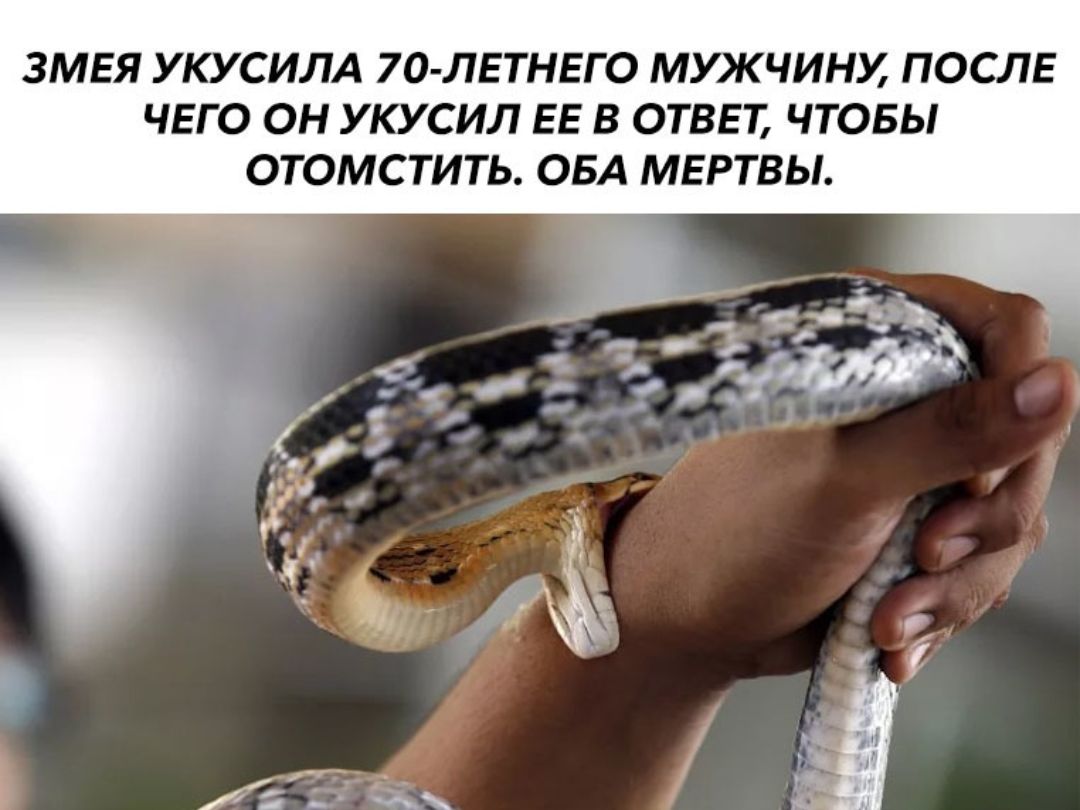 ЗМЕЯ УКУСИЛА 7О ЛЕТНЕГО МУЖЧИНХ ПОСЛЕ ЧЕГО ОН УКУСИЛ ЕЕ В ОТВЕТ ЧТОБЫ ОТОМСТИТЬ ОБА МЕРТВЫ