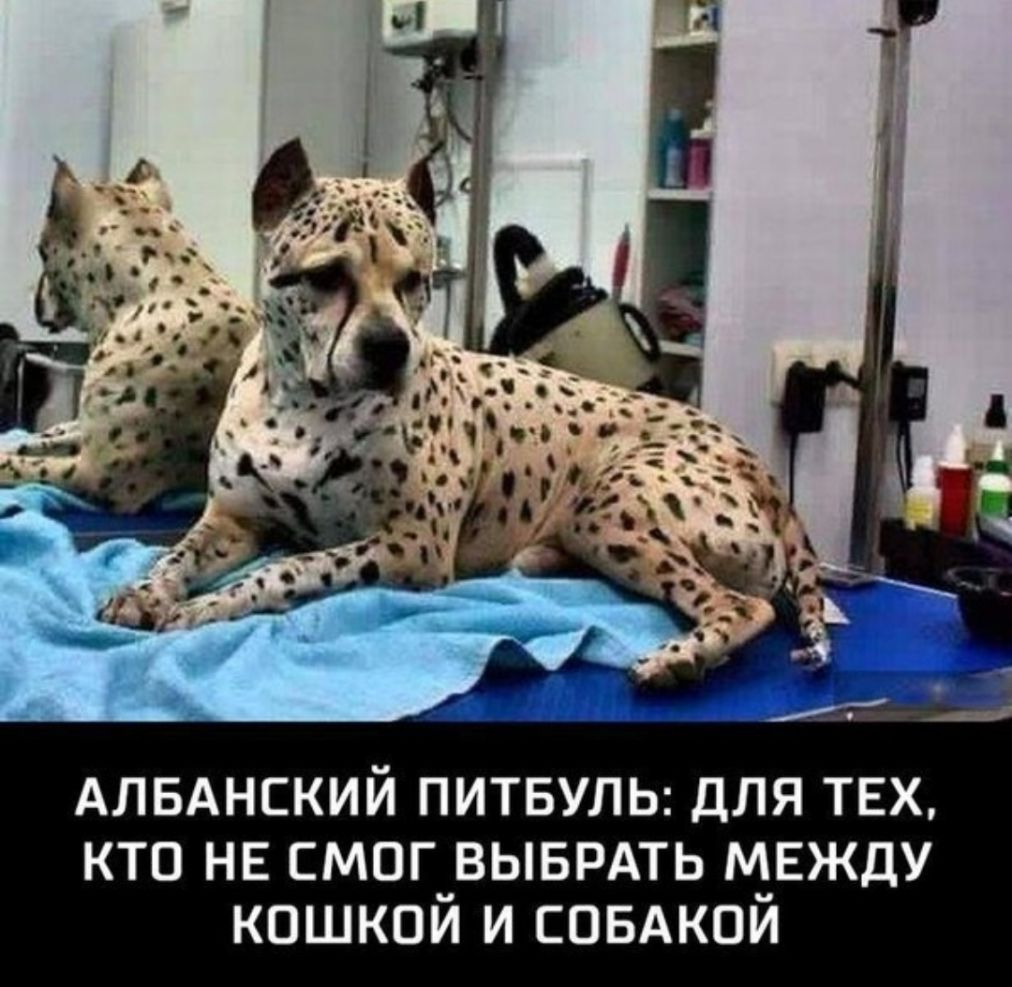 АЛБАНСКИЙ ПИТБУЛЬ ДЛЯ ТЕХ КТО НЕ СМОГ_ВЫБРАТЬ М_ЕЖДУ КОШКОИ И СОБАКОИ