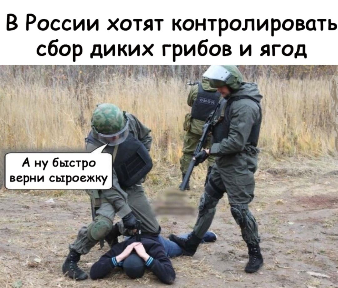 В России хотят контролировать сбор диких грибов и ягод атакам ТГУ __ А ну быстро верни сыроежку _ _ _ _ _ _ _ _і _