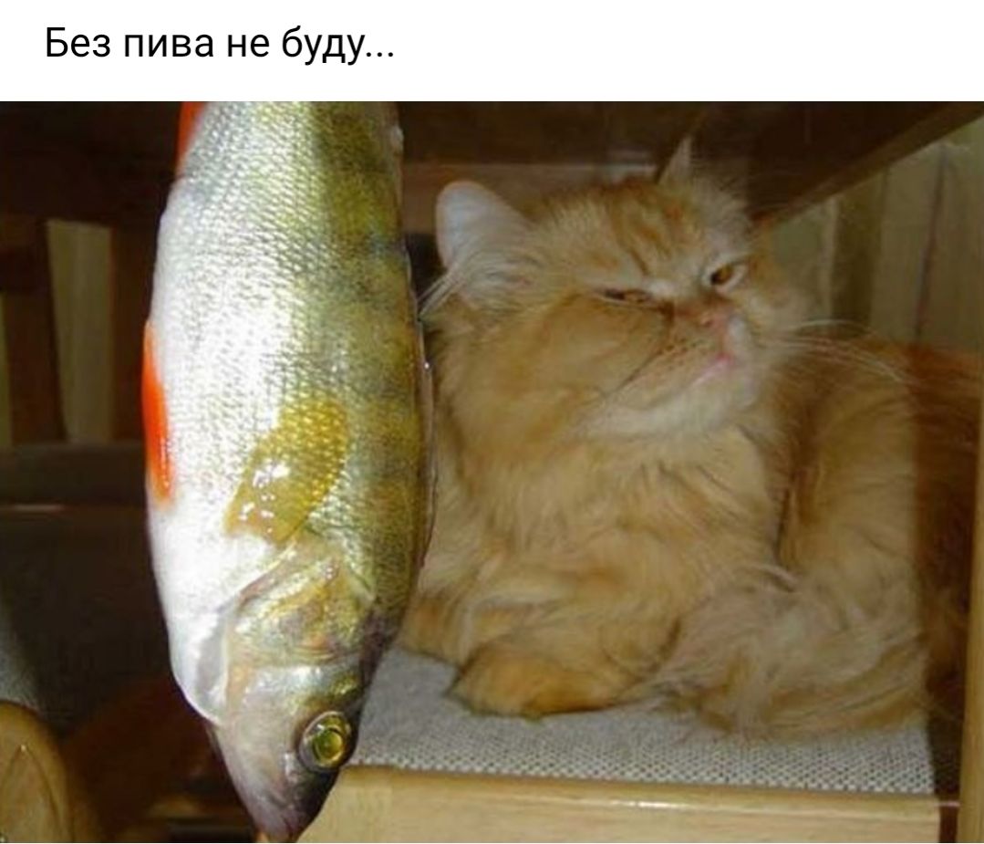 Без пива не буду