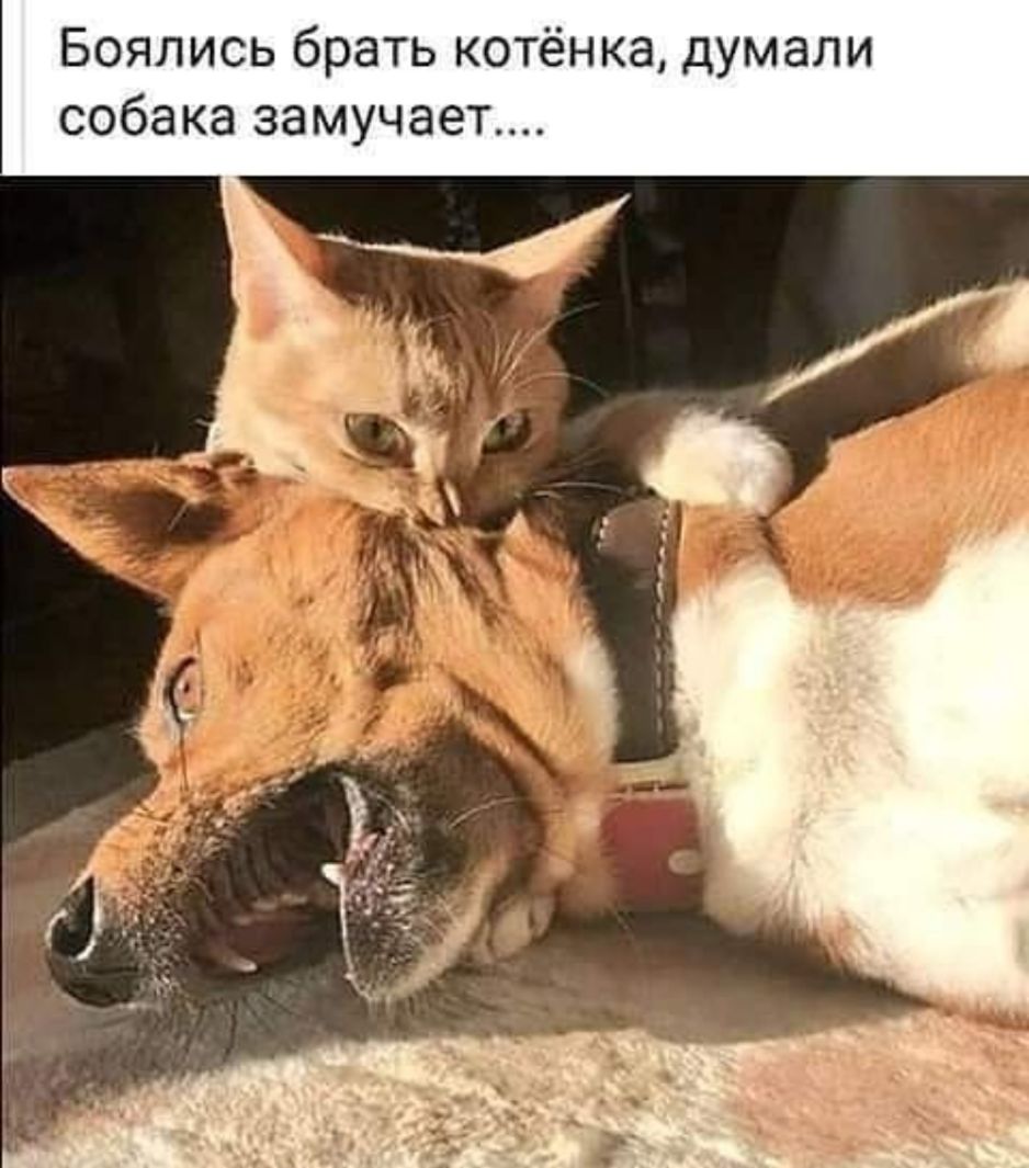 Боялись брать котёнка думали собака замучает