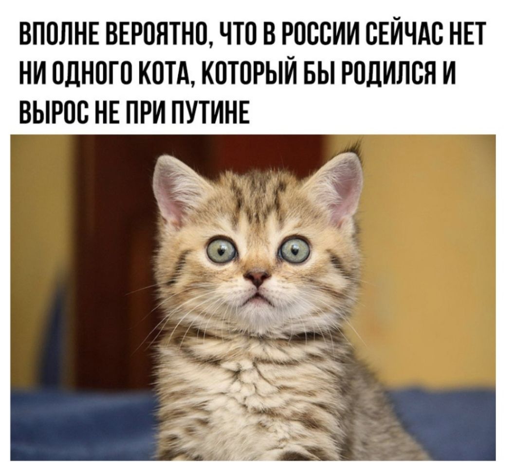 ВПОЛНЕ ВЕРОЯТНО ЧТО В РОССИИ ОЕИЧАО НЕТ НИ ОДНОГО КОТА КОТОРЫЙ БЫ РОДИЛОЯ И ВЫРОО НЕ ПРИ ПУТИНЕ