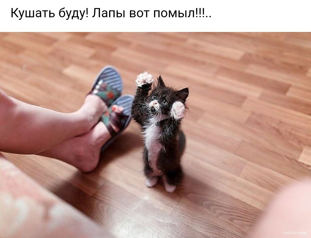 Кушать буду Лапы вот помыл