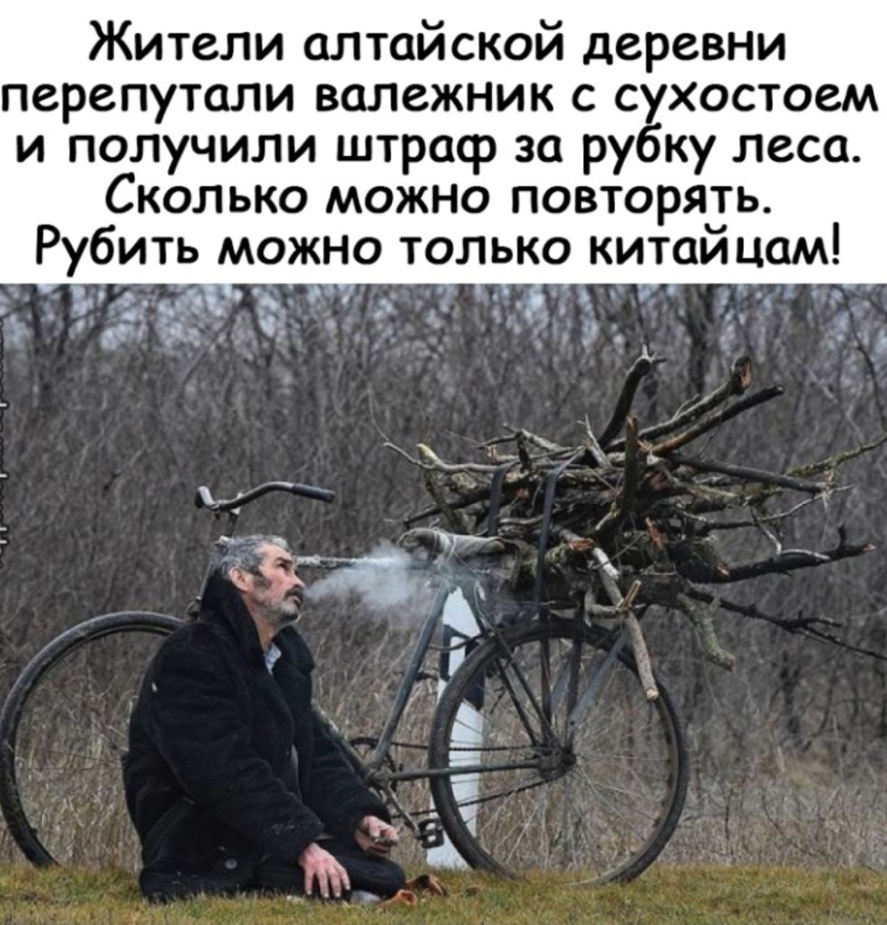 Жители алтайской деревни перепутали валежник с с хостоем и получили штраф за ру ку леса Сколько можно повторять Рубить можно только китайцам 31іпэ _еы _ і_ _ А