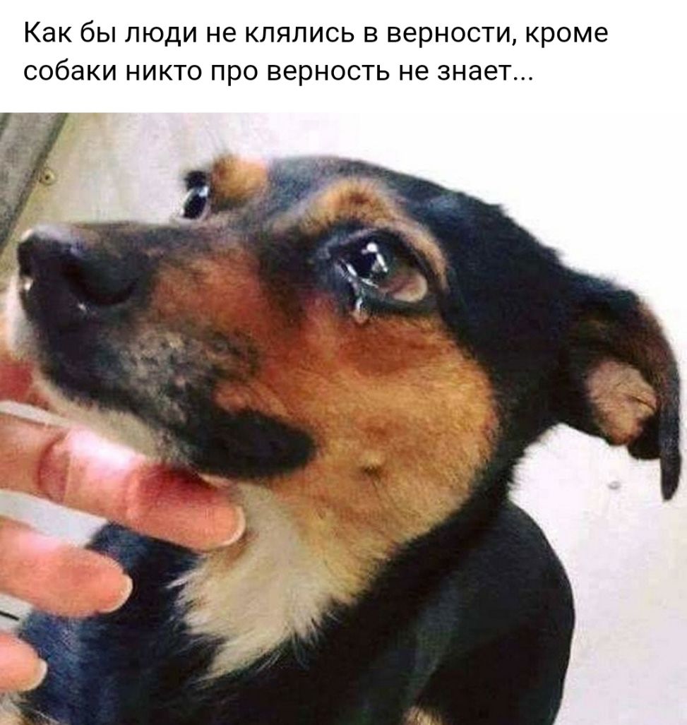 как бы ЛЮДИ не КЛЯЛИСЬ В ВёРНОСТИ кроме собаки НИКТО ПРО верность не знает