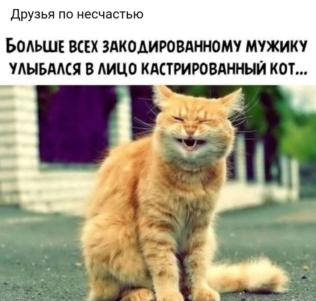 Улыбаемся и работаем. Рыжий кот. Смешной рыжий кот. Веселые кошки. Кот улыбается.