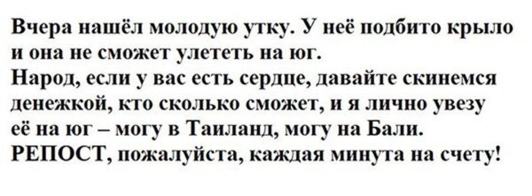 Нашла вчера. Вчера нашел молодую утку. Вчера нашла молодую утку у нее подбито крыло. Помогите уточке приколы. Помогите уточке улететь на Юг.