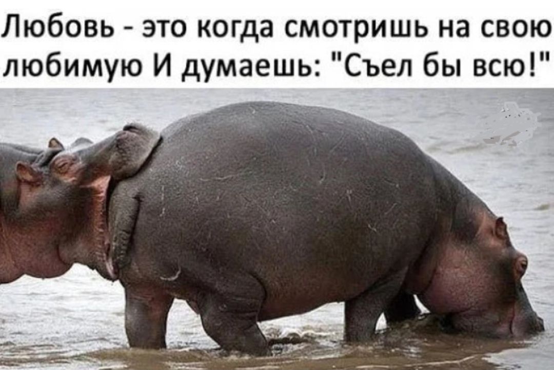 Любовь это когда смотришь на свою любимую И думаешь Съел бы всю