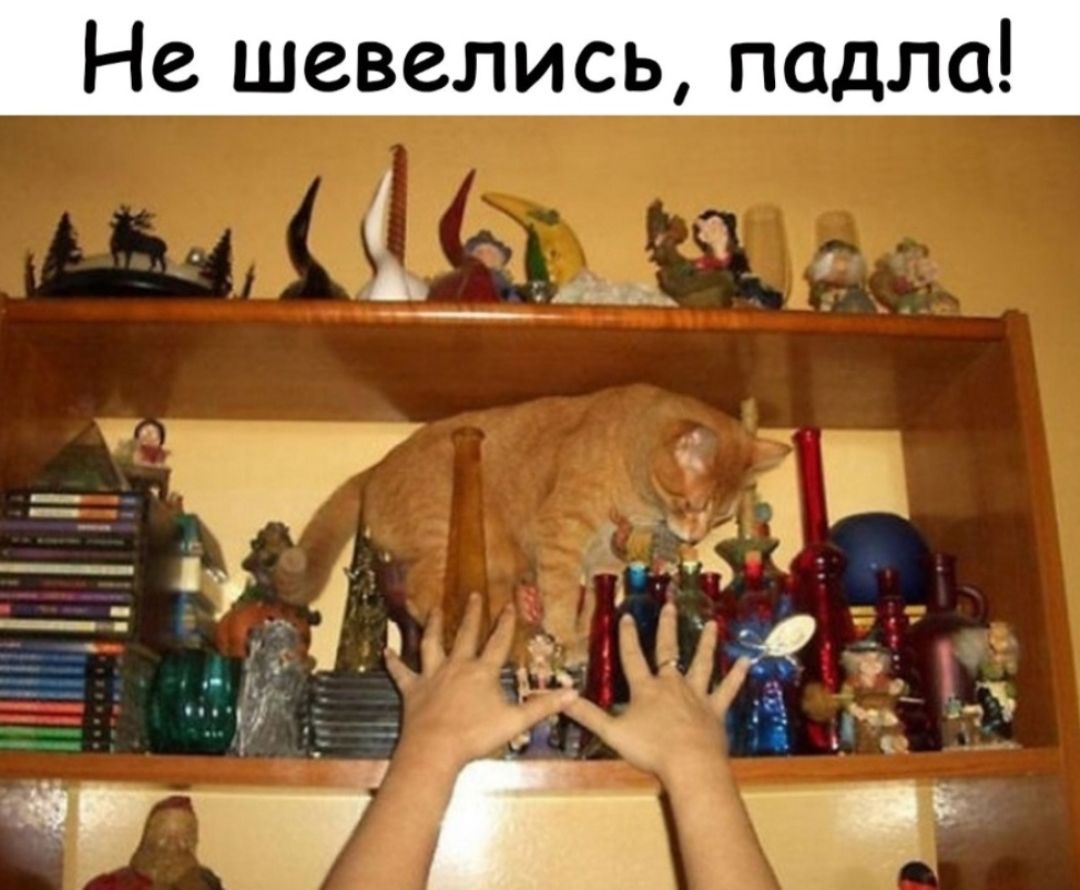 Не шевелись падла