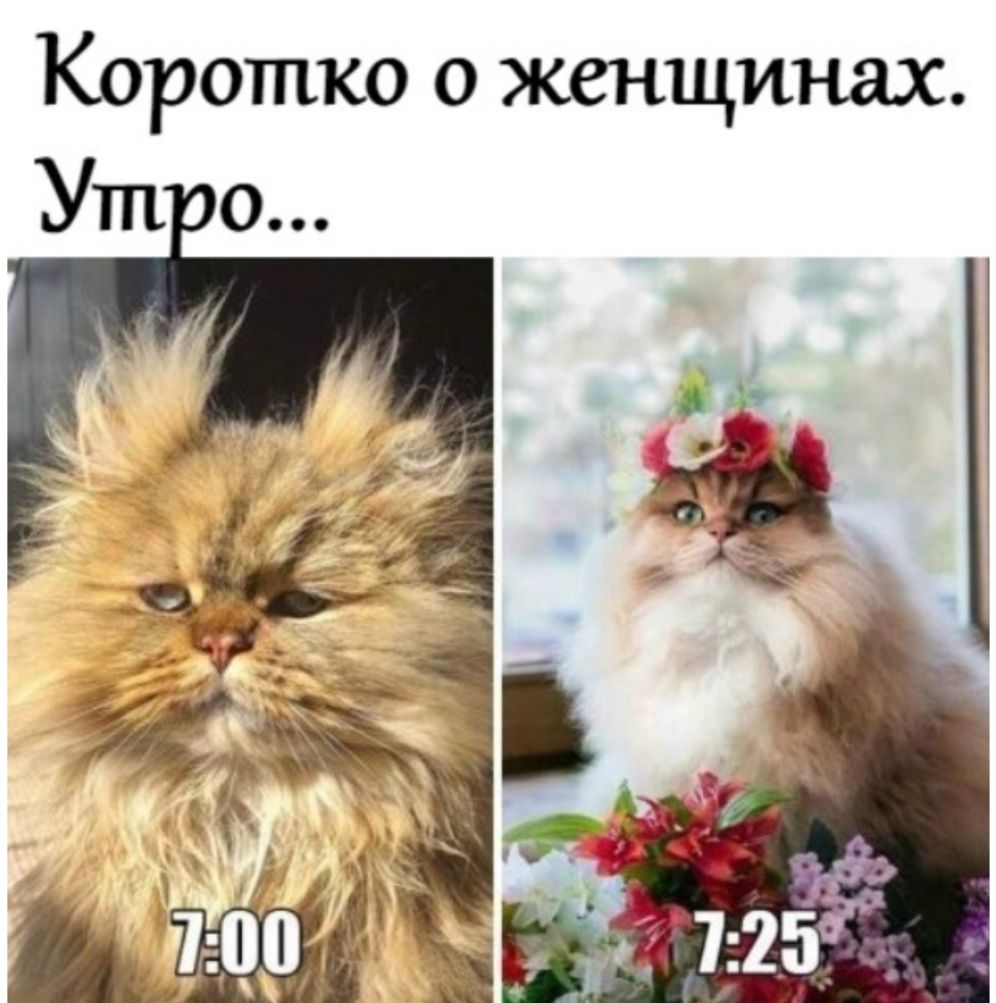 Коротко о женщинах