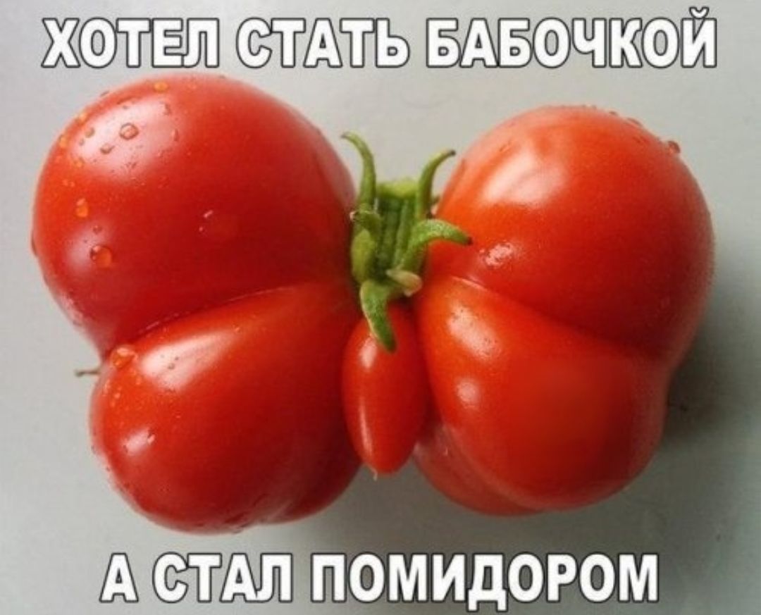ХОТЕЛ ЁЛЁЁ помидором