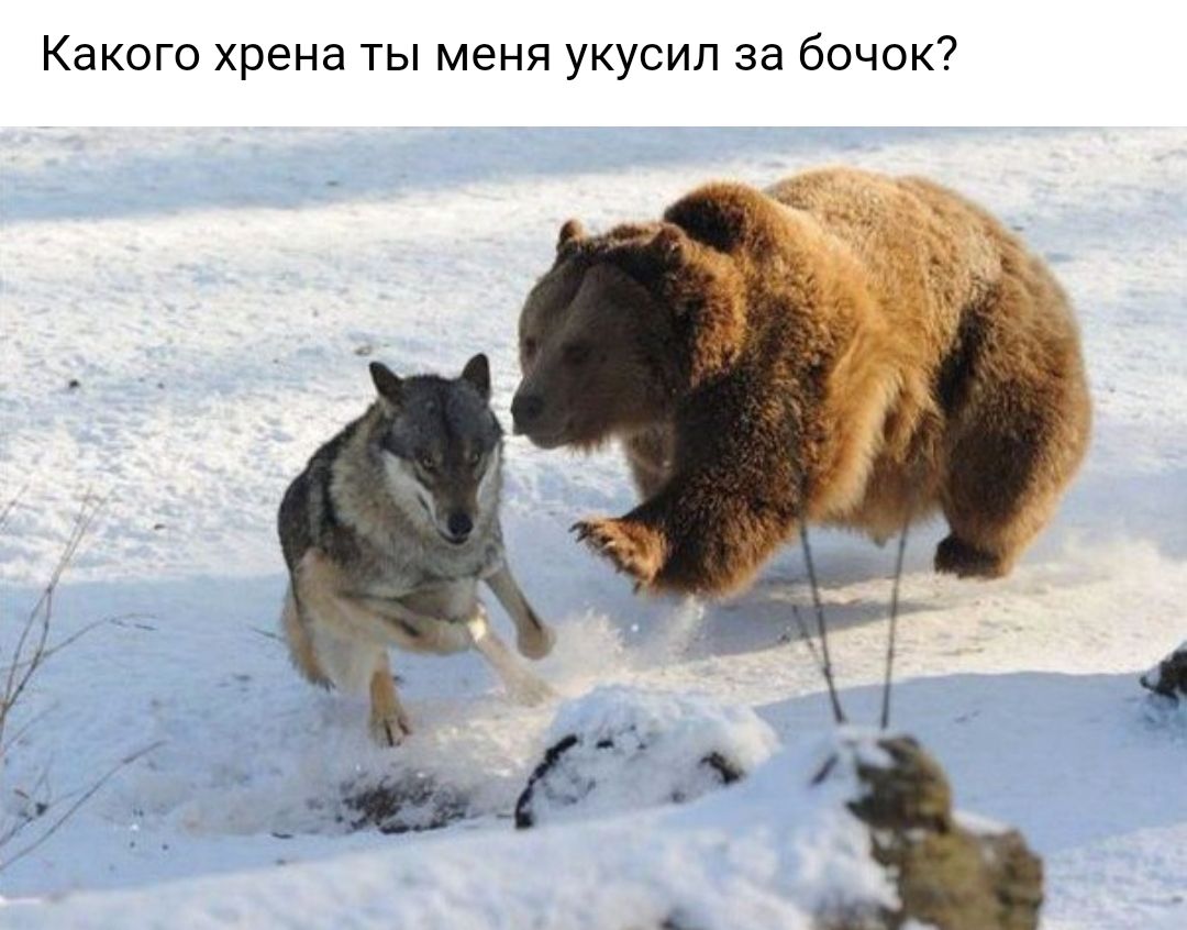 Какого хрена ты меня укусил за бочок