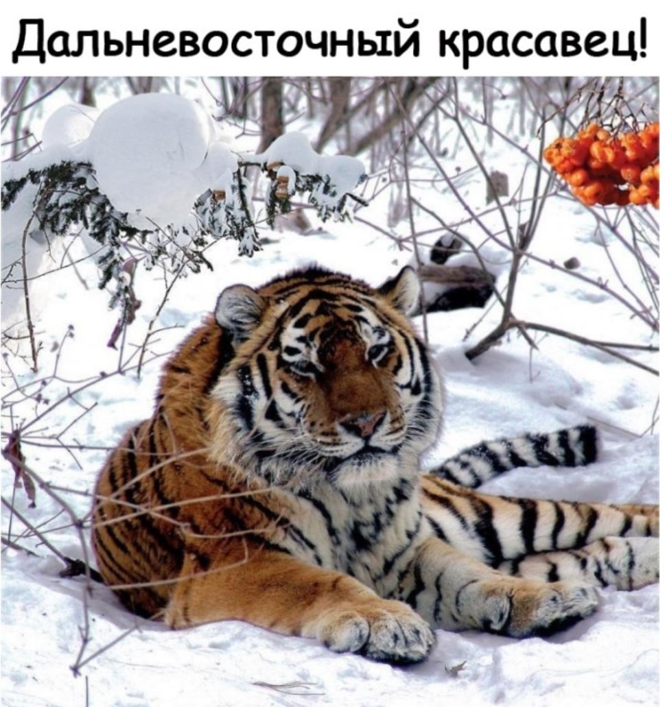 Дальневосточный красавец