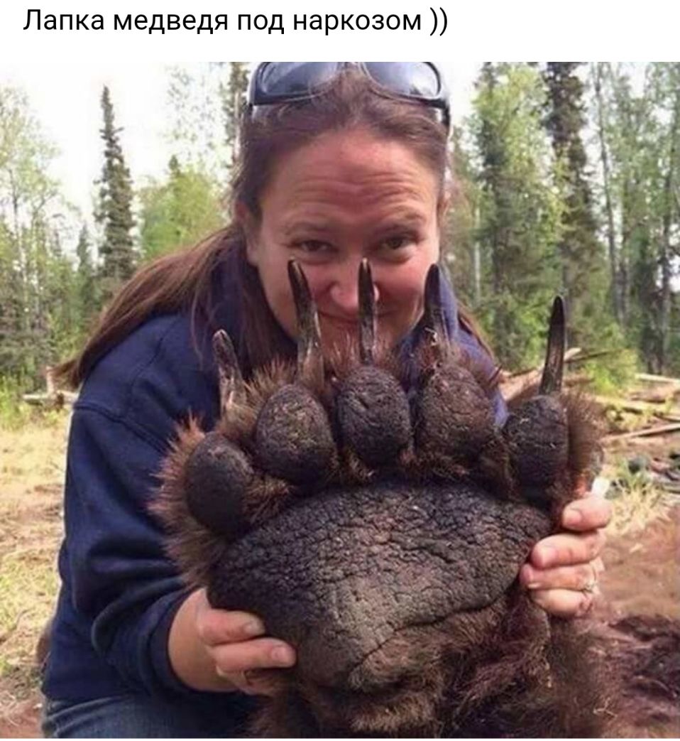 Лапка медведя под наркозом