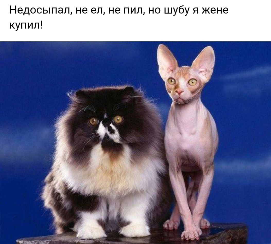 Недосыпал не ел не пил но шубу я жене купил