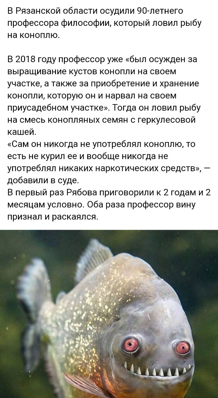 В Рязанской области осудили 90 летнего профессора философии который ловил рыбу на коноплю В 2018 году профессор уже был осужден за выращивание кустов конопли на своем участке а также за приобретение и хранение конопли которую он и нарвал на своем приусадебном участке Тогда он ловил рыбу на смесь конопляных семян с геркулесовой кашей Сам он никогда не употреблял коноплю то есть не курил ее и вообще