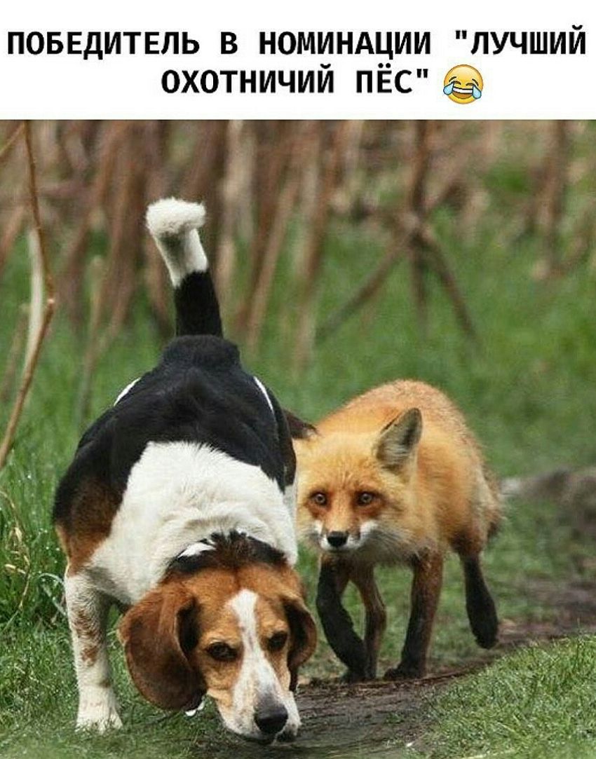 поввдитвль в номинднии лучший охотничий ПЕС