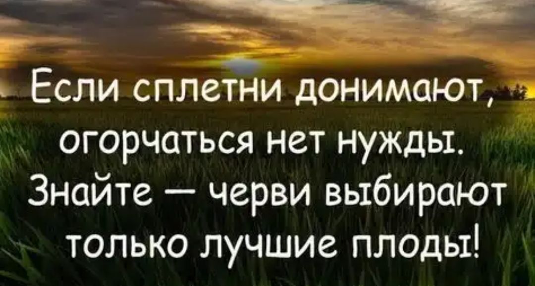 г Если сплетни донимают огорчаться нет нужды Знайте черви выбирают только лучшие пледы